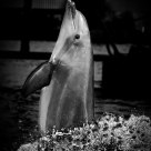 Black and white dolphin
